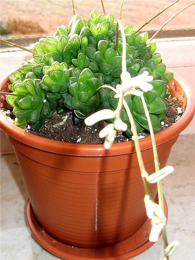 Haworthia cymbiformis 